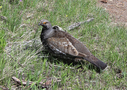 sooty grouse 1 graphic